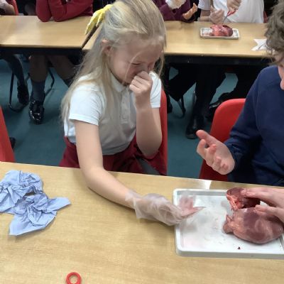 Year 6 Science